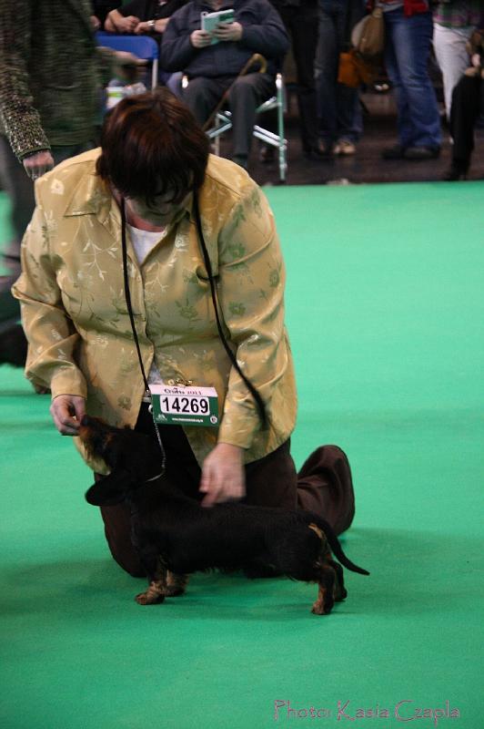 Crufts2011_2 516.jpg